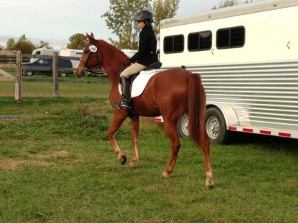 Ma premiere compé de dressage avec Flash