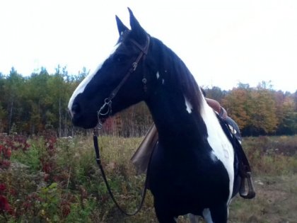 Encore une photo de ma douce jument! :) Je l'aime tellement :)