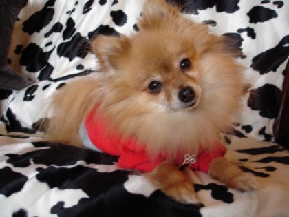 La prunelle de mes yeux, ma petite Chanel! Qui adore le mot...