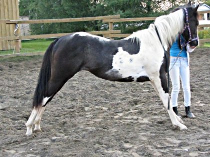 Abee en mode campo! elle l'a appris en 5 minutes!