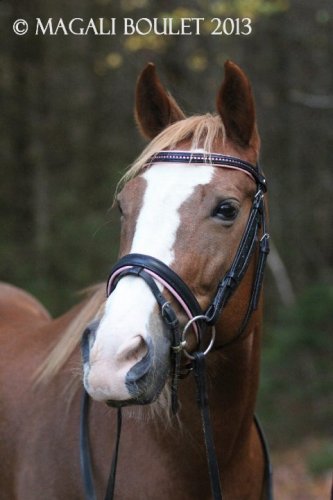 la plus belle des juments❤️🐴
