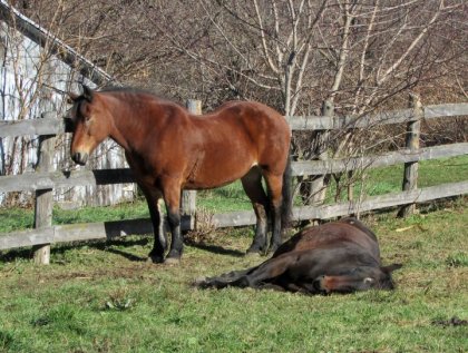 Ma grosse cocotte qui veille sur son copain qui fait la sieste.
