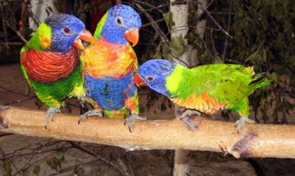 Photo que j'ai prises des oiseaux au Zoo de Granby! Ils sont...