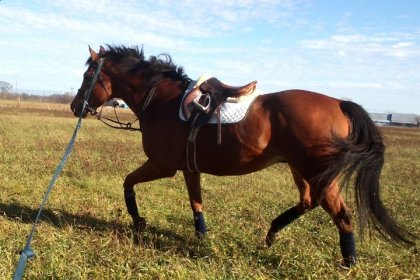 Quand ton vieux cheval ne saute plus, tu le convertis à la...