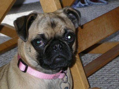Mon Carlin Zelda...une vrai ptite Athlète!!!