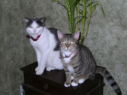 Mes deux tits chou. À gauche mon mâle Batman et à droite ma...