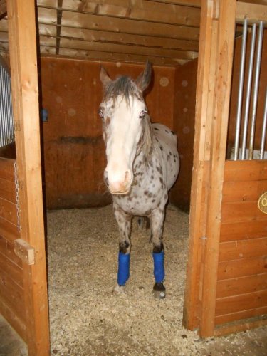 Bébé la première fois avec des polos ( au box ) :D 