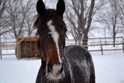 Ma belle Abby dans la neige :)