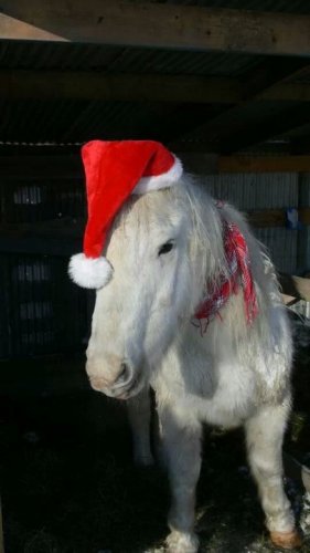 joyeux no&euml;l a tous !