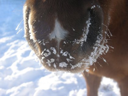 étoile sur le nez :) <3
