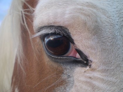 La plus belle photo que j'ai prix ( L'oeil de mon bébé ) :) 