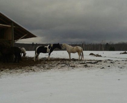 Chevaux dehors