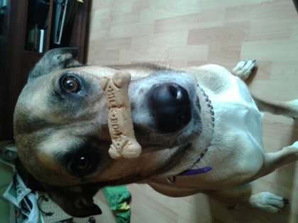 Chien avec biscuit sur le nez
