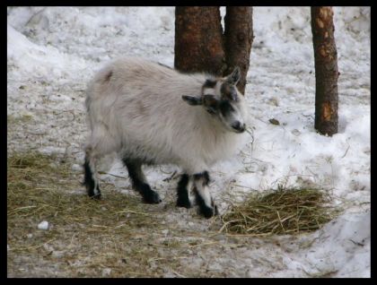 La chèvre qui prend la pose!!!  lol