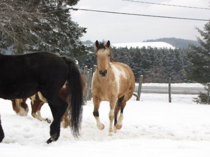 un amour de cheval :)
