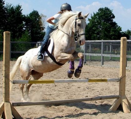 ma puce a l'obstacle