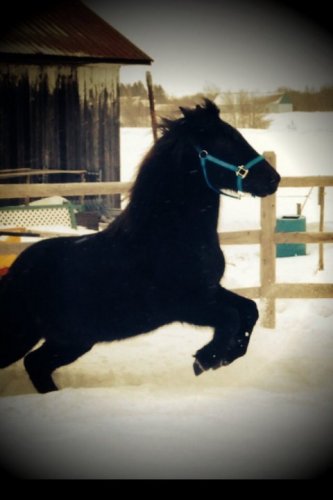 Mon petit cheval!