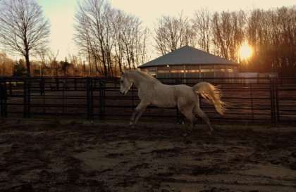 Mon beau Raffal , le seul et l'unique. Pur-sang arabe de 7 ans :)