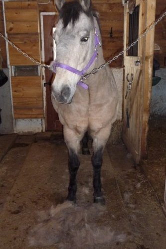 Woow, elle perd son poil la petite Jessy ! Nouvelle jument a ma...