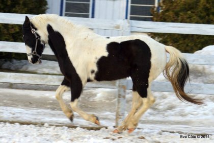 Les chevaux savent tout faire d'eux-même...!