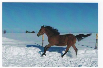 Mon Raffal , qui a bientot 7 ans ! Sur cette photo = 10 mois !...