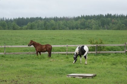 mon ancien poney et son nouvel ami dans sa nouvelle maison merci...