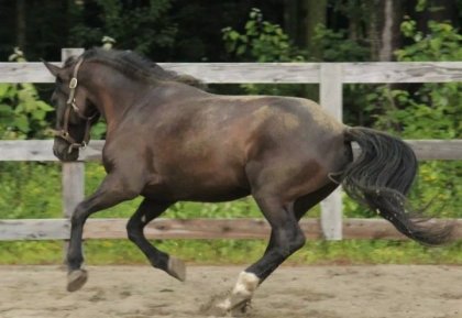 Mon cheval au galop en liberté! 