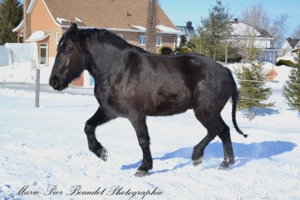 Mon cheval! :) Il se donne de l'attitude hihi
