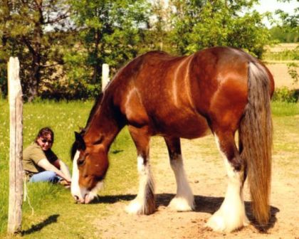 Joly ma Clydesdale avec ma mère