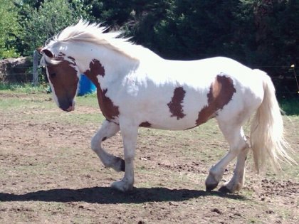 Mademoiselle Tonka