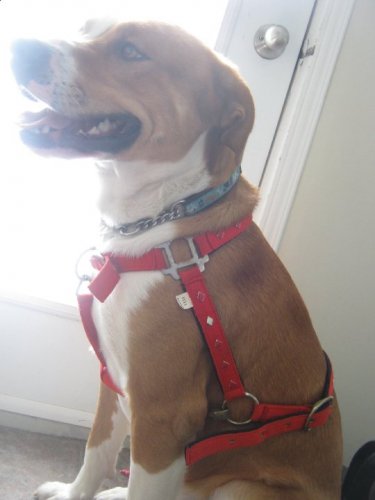 Harnais pour chien nouveau genre :P