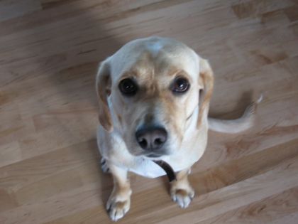 Mon Chummy! Beagle X Labrador