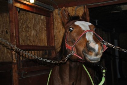 niaiseux il est mon cheval ;p