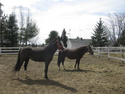 My life? My Horse's <3 Ally & Athéna <3