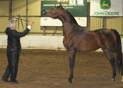 NG Gazanova - Sweepstakes Nominated Stallion