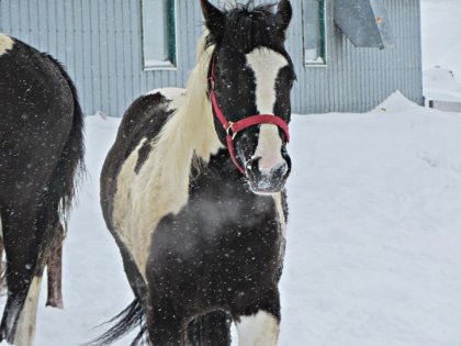 Sweet Abee Chick's, ma pouliche de 2ans dans la tempete de neige...