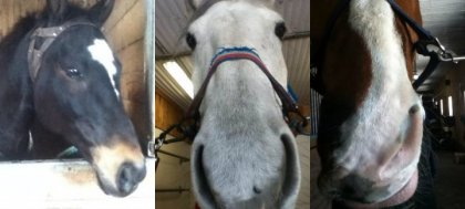 Adagio Spy et Corleone! 3 super chevaux :p 