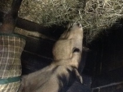 Je t'aime mon beau Sundance!