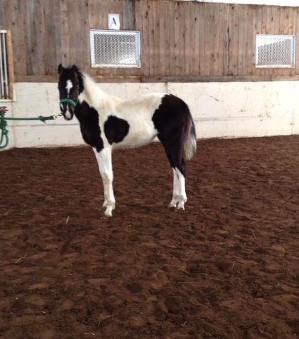 Aujourd'hui, on a fait les photos d'enregistrement de Shelby qui...