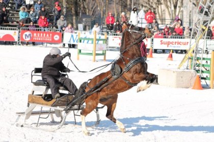 Le 'SALUT' au juge! - Photo prise au Derby St-Hubert 2014 au...
