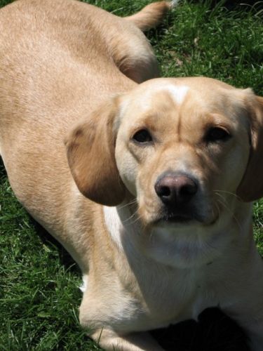 Mon chien! Il est vraiment photogénique! :O en tout ca là dessus!
