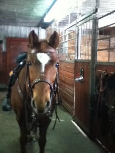 Mon Ti-Ben avant sa première run de baril au trot en...