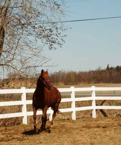 Mon ti poney de course :)
