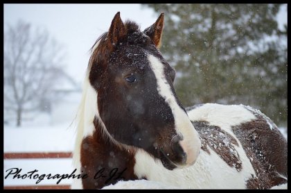 Shyraz hiver 2014