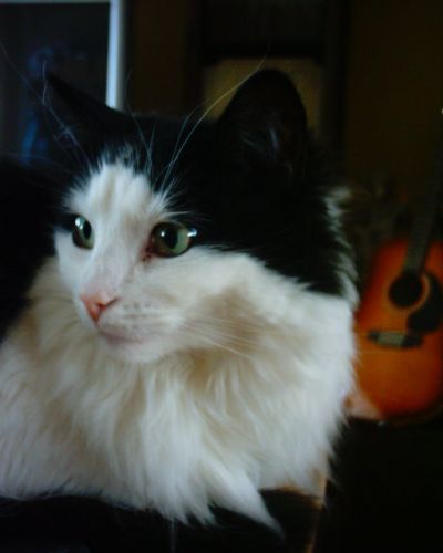 Cocotte:)