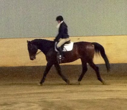 Winy avant la clinique de dressage:)
