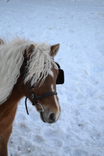 Ma ponette et sa nouvelle bride! :)