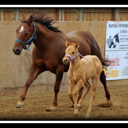 Bailey's , la pouliche de ma coatch, qui court comme un cheval...