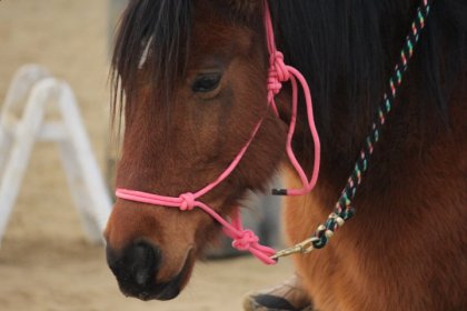 Beau poon <3          Crédit photo: Shawleen (Joyce) Alias la...