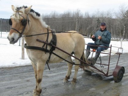 Cheval attelé sur voiture à deux roues